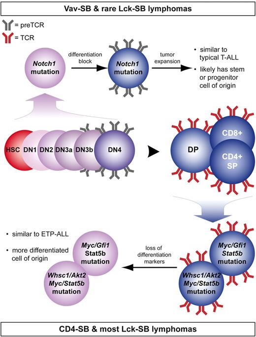 Figure 7. Summary showing the effect of cell of origin on lymphomagenesis. Despite that transposon mutagenesis in Vav-SB mice occurs at all stages of T-cell development, lymphomas that develop in these mice are driven by a largely nonoverlapping set of mutations compared with lymphomas from CD4-SB mice (Table 2). A proposed model is shown to explain the significant differences in these models of T-cell lymphoma.