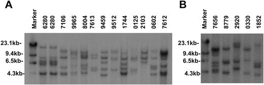Figure 2. Southern blotting shows monoclonal integrations in Sox4/Sfpi1 leukemias. Southern blotting analyses of genomic DNA prepared from leukemic spleens of the Sox4/Sfpi1 cohort (A) and the Sox4/Wt cohort (B) using an MSCV specific probe. Samples were digested with HindIII, which cuts a single time within the vector; thus, each band represents an independent integration event. Lanes are marked by pathology identification numbers.