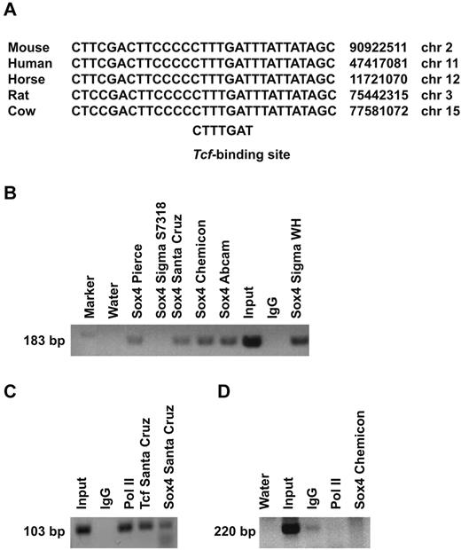 Figure 5. Sox4 binds to the Sfpi1 URE. (A) A sequence alignment of the Tcf-binding sites and their surrounding areas in Sfpi1 UREs of indicated species. (B) ChIP assays performed using 32Dcl.3 cells with 6 different anti-Sox4 antibodies (lanes 3, 4, 5, 6, 7, and 10). The immunoprecipitated chromatin samples were analyzed by PCR using specific primers spanning the Tcf-binding site. (C) ChIP assays in U937 cells using anti-SOX4 and anti-TCF1antibodies. (D) Lack of SOX4-binding to a region located 600 bp upstream of the TCF-binding site.