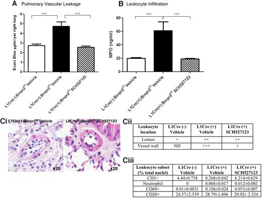 Figure 1. Assessment of vascular leakage and leukocyte infiltration in endothelial restricted Bmpr-II–deficient mice with PAH. To assess vascular leakage (A), L1Cre(−)Bmpr2f/f mice or L1Cre(+)Bmpr2f/f mice were treated with SCH527123 or vehicle orally twice daily for 21 days. Evans blue dye was then administered intravenously via the tail vein for 1 hour, after which the lungs were flushed with PBS and the heart/lung block excised. Evans blue was extracted from the right lung, quantified, and expressed as micrograms per milliliter Evans blue per right lung. To assess leukocyte infiltration (B), the concentration of MPO in the right lung of L1Cre(−)Bmpr2f/f and L1Cre(+)Bmpr2f/f mice treated with vehicle or SCH527123 was determined by ELISA. Leukocyte infiltration was further assessed by observing leukocyte infiltration (arrows) (Ci) into the small pulmonary vessels by histologic sections stained with H&E and scoring the number and location of infiltrated leukocytes (Cii). Identification of specific leukocyte subsets was assessed in lung sections stained with specific antibodies targeting monocyte/macrophages, T cells, B cells, and neutrophils (Ciii). Data are the mean ± SEM for minimum 8 animals per group. (A) ANOVA showed a significant effect of treatment with SCH527123 and genotype (P < .001). ***P < .001, compared with L1Cre(+)Bmpr2f/f animals treated with vehicle by Dunnett test. (B) ANOVA showed a significant effect of treatment with SCH527123 and genotype (P < .001). ***P < .001, compared with L1Cre(+)Bmpr2f/f animals treated with vehicle by Dunnett test. Slides were mounted using VECTORSHIELD (Vector Laboratories) and viewed using a 20× objective lens. Images were captured using a DMLB microscope and digital camera. Digital image acquisition was performed using IM50 Version 4.0 imaging sofware (Leica Microsystems) and digital image slide viewing using Image Scope software (Aperio Technologies).