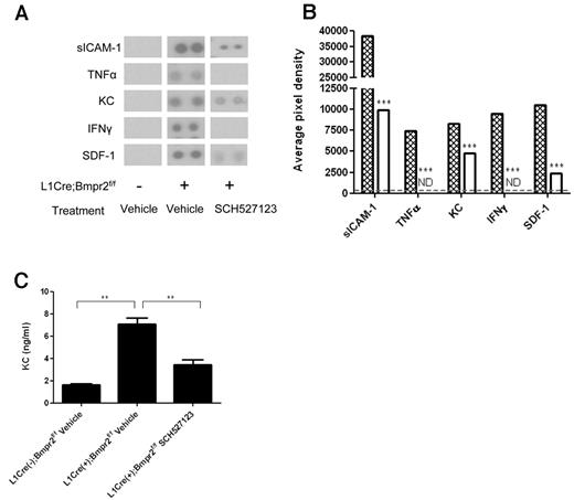 Figure 2. Assessment of plasma cytokine levels in L1Cre(−)Bmpr2f/f and L1Cre(−)Bmpr2f/f mice treated with SCH527123 or vehicle. Plasma from L1Cre(−)Bmpr2f/f mice or L1Cre(+)Bmpr2f/f mice treated with SCH527123 or vehicle was assessed for levels of multiple proinflammatory cytokines using a commercial proteome profile array (A-B). The levels of each cytokine could be observed as a pair of duplicate spots (A) and semiquantified by subtracting the background pixel density from the total pixel density of each duplicate spot and represented as the average of both pixel densities for each pair of spots (B). (B) Hatched bars represent L1Cre(+)Bmpr2f/f mice treated with vehicle; and open bars, L1Cre(+)Bmpr2f/f mice treated with SCH527123. KC levels in pooled plasma from each group of mice were then quantified by commercial ELISA (C). Data are the mean ± SEM for a minimum of 8 animals per group. ***P < .001, compared with L1Cre(−)Bmpr2f/f mice by Dunnett test. **P < .01, compared with vehicle-treated L1Cre(+)Bmpr2f/f mice by Dunnett test.