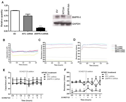 Figure 5. Effect of the CXCR1/2 antagonist SCH527123 on TEER of HPAEC monolayers transduced with BMPR-IIsh, NTCsh, or an EV. Confirmation of efficient knockdown of BMPR-II using lentivirus transduction of HPAECs transduced with BMPR-II shRNA, NTC shRNA, or an EV was confirmed at the RNA and protein level (A). HPAECs were then seeded into wells containing 40 gold electrodes and cultured for 24 hours. Capacitance (B,E) and TEER (C-D,F) were measured over a 2-hour period. Then vehicle (C,F) or the CXCR1/2 antagonist SCH527123 (10nM) (D,F) was added to each well and TEER measured for a further 2 hours. (B-D) Representative traces of capacitance and TEER before the addition of vehicle (B-C) and after the addition of SCH527123 (D). (E-F) Data are the mean ± SEM for a minimum 6 experiments. (A) One-way ANOVA showed a significant effect of transduction with shRNA targeting BMPR-II. ***P < .001, compared with EV and NTC shRNA-transduced cells by Tukey test. (B) One-way ANOVA showed a significant effect of transduction with shRNA targeting BMPR-II. *P < .05, **P < .01, and ***P < .001, compared with EV and NTC shRNA-transduced cells by Tukey test.