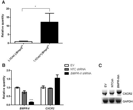Figure 6. Effect of reduced BMPR-II expression on the expression of CXCR2 in vitro and in vivo. RNA was harvested from the lungs of L1Cre(−)Bmpr2f/f and L1Cre(+)Bmpr2f/f mice (A) or HPAECs transduced with shRNA targeting Bmpr-II, NTC shRNA, or an EV (B). Expression of BMPR-II and CXCR2 was determined with quantitative PCR (TaqMan) using primers specific for BMPR-II and CXCR2 or Western blotting (C). For TaqMan, data are the mean ± SEM for a minimum 3 independent experiments.