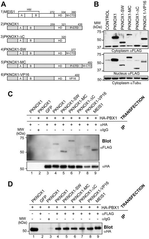 Figure 1. Structural and biochemical properties of wild-type and mutant PKNOX1 proteins. (A) Schematic representation of the mutants used in this study. Numbers above the constructs indicate amino acid positions. HMA/HMB indicates Homothorax-Meis domain A/B; M-CTD, MEIS1 CTD; and P-CTD, PKNOX1 CTD. (B) Western blot analysis of FLAG-tagged wild-type and mutant PKNOX1 expression in cytoplasmic (top) and nuclear (middle) lysates of GP-E + 86 producer cells infected with retroviruses expressing the indicated constructs. Tubulin-α levels are shown as a loading control (bottom panel). (C) Immunoprecipitation of lysates from NIH-3T3 cells transfected with the constructs indicated above the horizontal line was carried using anti-HA or an isotypic antibody, as shown above the top panel. The amount of interacting FLAG-tagged mutants was determined by Western blot analysis using anti-FLAG antibody (top panel), whereas the amount of precipitated HA-tagged PBX1A was determined by anti-HA antibody (bottom panel). (D) Immunoprecipitation of lysates from NIH-3T3 cells transfected with the constructs indicated above the horizontal line was performed using anti-FLAG or isotypic antibody, as shown. The amount of interacting HA-tagged PBX1A was determined using anti-HA antibody. Input level is shown in lane 1 and corresponds to 30 μg of protein.