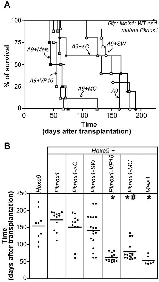 Figure 2. Identification of the Pknox1 mutants capable of accelerating Hoxa9-induced leukemia development. (A) Survival curve of mice that received a transplantation of bone marrow cells transduced with Hoxa9, or Hoxa9 plus Pknox1 mutants, or Hoxa9 plus wild-type Meis1 or Pknox1, or control (Gfp) and various TALE cDNAs alone. (B) AML latency in groups of mice identified on the top. *P < .0001, as determined by unpaired 2-tailed Student t test, compared with mice that received Hoxa9-transduced cells. #P = .024, as determined by unpaired 2-tailed Student t test, comparing mice that received Hoxa9 + Meis1 and Hoxa9 + Pknox1-MC-transduced cells.