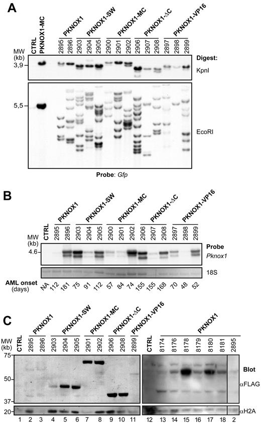 Figure 3. Leukemias comprise the wild-type and mutant Pknox1-transduced cells. (A) Southern blot analysis of proviral integrations in genomic DNA isolated from the bone marrow of leukemic mice. Top panel: DNA was digested with KpnI to release the integrated wild-type or mutant Pknox1 (3.8-4.2 kb) proviruses detectable with a gfp-specific probe. Bottom panel: Clonal analyses of leukemic cell populations. DNA was digested with EcoRI, which cuts inside the provirus and generates a unique DNA fragment for each integration event. Membrane was hybridized with a gfp-specific probe. The identity of the various Pknox1 cDNAs cotransduced together with Hoxa9 is indicated on top, and the numbers represent individual mice analyzed. Note that material obtained from this representative group of mice was used for all analyses shown in this figure. Control lane contains genomic DNA isolated from untransduced bone marrow cells. Digest of the Pknox1-MC retroviral vector is shown as a positive control. (B) Top panel: Northern blot analysis of wild-type and mutant Pknox1 mRNA levels in total RNA isolated from bone marrow cells of leukemic mice. The membranes were hybridized with a 610-bp wild-type Pknox1 cDNA. The double Pknox1 band originates from the presence of an alternative splice site in the retroviral vector.38 Bottom panel: 18S RNA levels are shown as a loading control. Control lane contains RNA isolated from untransduced bone marrow cells. The average AML latency in days is indicated below. (C) Western blot analysis of PKNOX1 levels in nuclear extracts obtained from bone marrow cells of leukemic mice. Top panels: The membranes were hybridized with anti-FLAG to detect expression of the FLAG-tagged PKNOX1 mutants. Bottom panels: Histone H2A levels are shown as a loading control. Lanes 1 to 12 and lanes 13 to 18 contain samples from 2 distinct experiments.