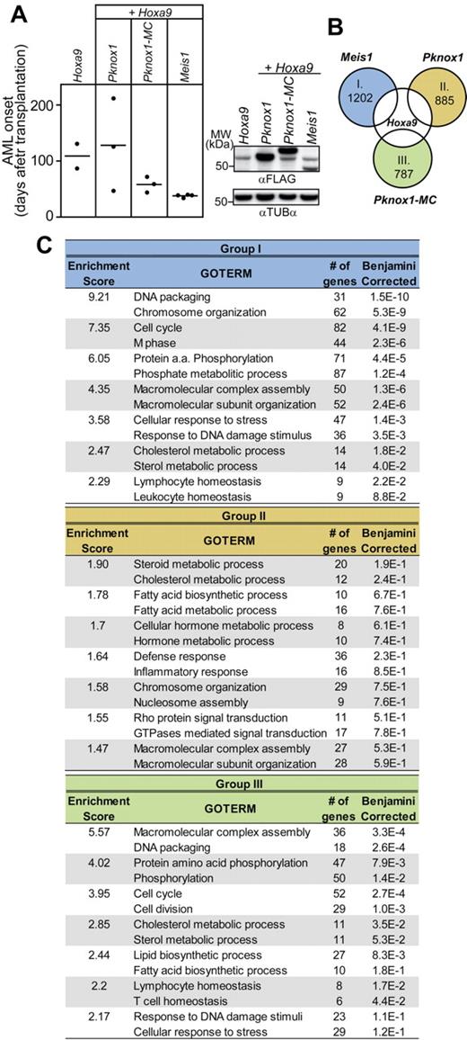 Figure 5. Impact of Pknox1-MC, Meis1, and Pknox1 expression on global gene expression profile of Hoxa9-transduced cells. (A) Left panel: Survival plot of mice transplanted with 2 × 105 cells used for expression profiling. The genotypes of the transplanted cell populations are shown on top. Right panel: Western blot analysis of FLAG-tagged protein expression in lysates from recovered cells. Tubulin-α levels are shown as a loading control. (B) Venn diagram depicting strategy for identification of genes exhibiting in response to Meis1 (group I), Pknox1 (group II), and Pknox1-MC (group III) at least 2-fold increase in expression levels compared to the parental Hoxa9 cell population. The number of genes found in each of these datasets is indicated inside the circle. (C) Identification of transcript clusters enriched in GO terms associated with distinct biological processes from the gene datasets shown in panel B, as determined by the DAVID Version 6.7 bioinformatics software. Only the top 2 enriched GO terms are shown for each functional cluster. The Enrichment Score refers to the negative log transformation on the geometric mean of the P values obtained for each of the clustered enriched term. The Benjamini-corrected P value provided for each biologic process represents a 1-tailed Fisher Exact Probability Value further corrected for false discovery rate using the Benjamini correction.