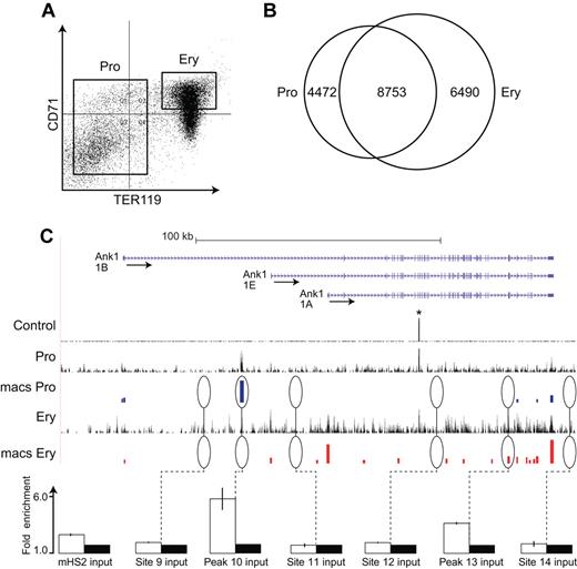 Figure 1. ChIP-Seq analysis of EKLF occupancy in primary erythroid progenitor cells and erythroblasts. (A) Day E13.5 fetal liver cells from HA-tagged EKLF mice were FACS sorted into populations of erythroid progenitor cells (TER119−) and erythroblasts (CD71+ TER119+). The cells were cross-linked and the chromatin processed for immune precipitation with an anti-HA antibody followed by massively parallel sequencing (ChIP-Seq). Peaks of EKLF occupancy were determined using the program MACS. (B) EKLF peaks were identified that are specific to progenitor cells (4472), erythroblasts (6490), and common to both populations (8753). (C) EKLF occupancy in the mouse Ank1 locus. Top panel: Organization of the Ank1 locus on the UCSC browser. The 3 alternative promoters (Ank1A, Ank1B, and the erythroid-specific Ank1E) are indicated along with the direction of transcription (arrows). The Control, Pro, and Ery tracks represent the sequence reads derived from libraries of input chromatin or HA-enriched chromatin from progenitor cells or erythroblasts, respectively. The bars in the MACS Pro and MACS Ery tracks represent the EKLF peaks (at the p06 level of significance) identified by MACS in the progenitor cell and erythroblast data, respectively. *An unannotated repetitive sequence that is mapped to this location in both the control and HA-enriched chromatin. Several of these sites were chosen for validation by PCR-based ChIP analysis. White bars represent the mean (± SD) fold enrichment in HA-enriched chromatin from unfractionated day E13.5 fetal liver cells compared with input chromatin (black bars). Sites 9, 11, 12, and 14 were selected as negative controls and show no significant enrichment. Peaks 10 and 13 are seen in progenitor cells or erythroblasts, respectively. Both show significant enrichment (P < .0001).