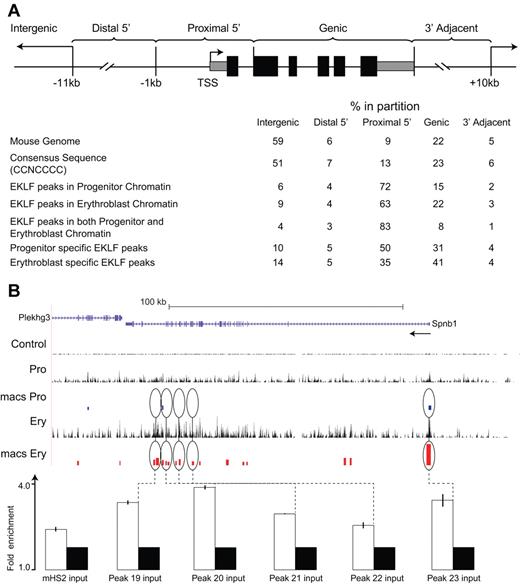 Figure 2. Distribution of EKLF occupancy. (A) The mouse genome sequence was partitioned into 5 bins relative to RefSeq genes. The table shows the percentage of the genome represented by each bin (mouse genome), the distribution of the total CCNCNCCCN EKLF consensus binding sequences (consensus sequence), and the percentage of the total EKLF peaks for each bin. EKLF peaks in progenitor or erythroblast chromatin refer to all peaks identified in those cell populations. EKLF peaks in both progenitor and erythroblast chromatin refer to the subset of peaks found in both populations. Progenitor or erythroblast-specific EKLF peaks refers to the subset of peaks specific to that cell population. (B) EKLF occupancy in the mouse Spnb1 locus. Top panel: Organization of the Spnb1 locus on the UCSC browser. The direction of transcription is indicated (arrow). The Control, Pro, and Ery tracks represent the sequence reads derived from libraries of input chromatin or HA-enriched chromatin from progenitor cells or erythroblasts, respectively. The bars in the MACS Pro and MACS Ery tracks represent the EKLF peaks (at the p06 level of significance) identified by MACS in the progenitor cell and erythroblast data, respectively. Several of these sites were chosen for validation by PCR-based ChIP analysis. White bars represent the mean (± SD) fold enrichment in HA-enriched chromatin from unfractionated day E13.5 fetal liver cells compared with input chromatin (black bars). Peaks 19 to 23 are located in intragenic regions of erythroblast chromatin. All show significant enrichment (P < .0001).