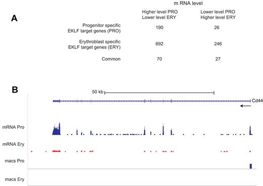 Figure 5. Analysis of EKLF binding and mRNA levels. EKLF peaks were assigned to the nearest gene to generate a list of EKLF target genes, which was compared with the genes showing differences in transcript levels between progenitor cells and erythroblasts. (A) A table showing the number of EKLF target genes whose mRNA level changes between the progenitor cell and erythroblast populations. EKLF target genes are divided into those that are specific to progenitor cells, specific to erythroblasts, or common to both populations. (B) EKLF occupancy and mRNA expression in the mouse Cd44 locus. The UCSC browser shows the organization of the Cd44 locus and direction of transcription at the top. The mRNA Pro RNA and mRNA Ery RNA tracks represent the RNA-Seq reads derived from progenitor cells and erythroblasts, respectively, demonstrating higher levels of Cd44 mRNA in progenitor cells. The bars in the MACS Pro and MACS Ery tracks represent the EKLF peaks (at the p06 level of significance) identified by MACS in the progenitor cell and erythroblast chromatin, respectively. EKLF occupancy is only seen in progenitor cells.