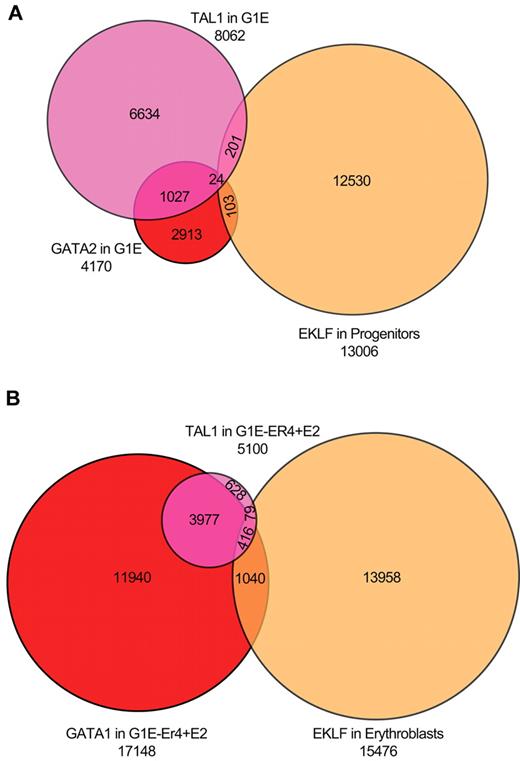Figure 6. Overlap of EKLF peaks with sites occupied by GATA1, GATA2, and TAL1. (A) Venn diagram of EKLF-occupied DNA fragments in primary progenitor cells and TAL1- and GATA2-occupied DNA segments in G1E cells (which do not express GATA1), showing minimal co-occupancy of the 3 transcription factors. (B) Venn diagram of EKLF-occupied DNA fragments in primary erythroblasts and TAL1- and GATA1-occupied DNA segments in induced G1E-ER4 + E2 cells, showing significant co-occupancy by GATA1 and TAL1, and much less overlap with EKLF.