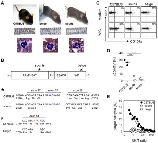 Figure 1. BeigeJ and souris mice reproduce the clinical and immunologic phenotype of CHS. (A) Top panel: Diluted coat color of beigeJ and souris mice. Middle panel: Uneven distribution of pigment in the hair shafts. Bottom panel: Typical inclusion bodies in granulocytes (white arrows). (B) Scheme of the LYST protein with indicated mutation sites in souris and beigeJ mice. The mutation of souris mice is shown on genomic DNA level (position 92815; NCBI Reference Sequence NC_000079), whereas the beigeJ mutation is shown on cDNA level (NCBI Reference Sequence NM_010748.2). (C-E) NK-cell degranulation and cytotoxicity. Mice were injected intraperitoneally with polyinosinic acid/polycytidylic acid, and spleen cells were analyzed 24 hours later. (C) Representative FACS plots of NK-cell degranulation showing CD107a surface expression on NK1.1+CD3− cells after restimulation with YAC-1 cells or medium control. (D) Degranulation is shown as percentage increase of CD107a expression on NK1.1+CD3− cells (ΔCD107a) after restimulation with YAC-1 cells compared with medium control. (E) Lytic activity of NK cells on YAC-1 target cells as determined in a 51Cr-release assay. (D-E) Data show results from one of 2 independent experiments with 3 mice per group. ***P < .001.