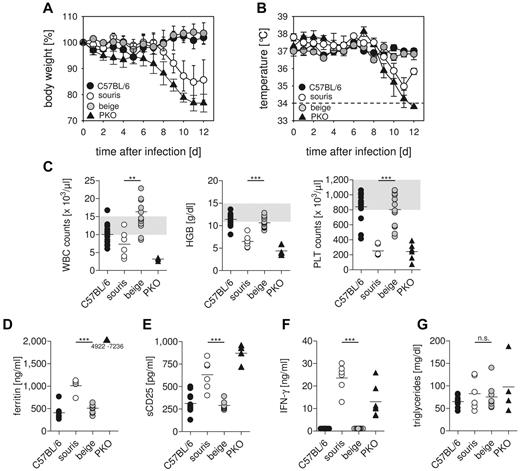 Figure 2. Souris, but not beigeJ, mice develop HLH after LCMV infection. BeigeJ, souris, PKO, and wild-type C57BL/6 mice were infected with 200 pfu LCMV intravenously. Body weight (A) and temperature (B) were monitored daily. Graphs represent mean ± SD of 2 independent experiments with 3 to 5 mice per group. The dashed line indicates the detection limit. (C) On day 12 after infection, blood counts were determined. Gray areas represent the range of blood count values obtained in naive C57BL/6 mice. (D-G) Serum levels of ferritin (D), sCD25 (E), IFN-γ (F), and triglycerides (G) were determined on day 12 after LCMV infection. n.s. indicates not significant (P > .05). **P < .01. ***P < .001.