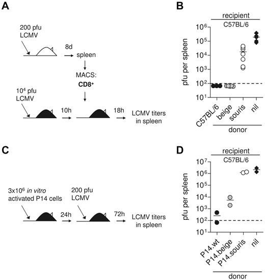 Figure 6. Impaired CTL cytotoxicity determines loss of virus control in souris mice. (A-B) CD8 T cells were isolated from spleens of wild-type, souris, and beigeJ mice that had been infected with 200 pfu LCMV 8 days before. A total of 2 × 106 MACS-purified CD8+ T cells were transfused into wild-type C57BL/6 mice that had been infected with 104 pfu LCMV 10 hours before; and after additional 18 hours, LCMV titers were determined in the spleen. (B) Pooled data for 3 to 5 individual mice per group from 2 independent experiments. (C-D) Spleen cells from wild-type, souris, and beigeJ P14 mice were incubated with gp33 for 3 days and adoptively transfused into C57BL/6 recipients. Twenty-four hours later, mice were challenged with 200 pfu LCMV; and 3 days later, LCMV titers were determined in the spleen. Nil indicates the control group without transfused cells. The dashed line indicates the detection limit.