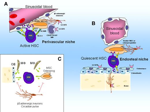 Figure 1. Model of HSC niche regulation in steady state. (A) Perivascular niches harboring active HSCs that regenerate the hematopoietic system. Active HSCs are in contact with perivascular nestin+ MSCs and sinusoidal endothelial cells. Both MSCs and sinusoidal endothelial cells express SDF-1, transmembrane SCF, and VCAM-1 that retain HSCs within the niche via adhesive and chemotactic interactions. (B) Endosteal niches harboring quiescent HSCs. Quiescent HSCs are in contact with nestin+ MSCs or osteoprogenitors or both. (C) Interactions between niches cells, HSCs, and adrenergic neurons. CD68+ CD169+ macrophages and osteomacs forming support function of nestin+ MSCs, osteoprogenitors and osteoblasts which in turn maintain HSCs in steady state (stimulating feed-back illustrated by green arrow). Sympathetic β3 adrenergic nerves inhibit SDF-1 secretion by MSCs and osteoblasts after a circadian pulse (negative pulse illustrated by dotted red bars).