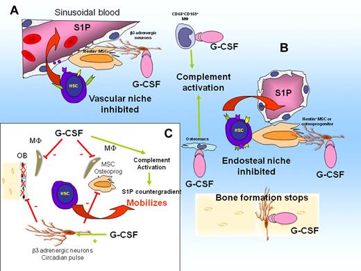 Figure 2. G-CSF deregulates niches and causes HSC mobilization. (A) G-CSF activates CD68+ CD169+ macrophages in perivascular niches. This suppresses macrophage supportive function for MSCs. Consequently, expression of CXCL12, SCF, and VCAM-1 is down-regulated. Complement cascade is activated, leading to erythrocyte lysis and release of S1P in the blood, creating a chemotactic counter gradient. Active HSCs are mobilized. (B) G-CSF suppresses osteomacs in endosteal niches. Osteoblasts are lost, bone formation stops, and expression of CXCL12, SCF, and VCAM-1 by MSCs and osteoprogenitors is down-regulated. Dormant HSCs are mobilized. (C) Schematic representation of interactions in response to G-CSF. β-adrenergic neuron activation by G-CSF inhibits SDF-1 production by MSCs, osteoprogenitors, and osteoblasts and inhibits bone formation by osteoblasts (solid red bars). Stimulation of osteomacs and CD169+ macrophages by G-CSF (solid red bars) suppresses their supportive function for MSCs and osteoblasts. Consequently, expression of SDF-1, Kit ligand, and VCAM-1 by osteoprogenitors and MSCs is down-regulated. Complement cascade is activated by G-CSF, resulting in S1P release into the blood.