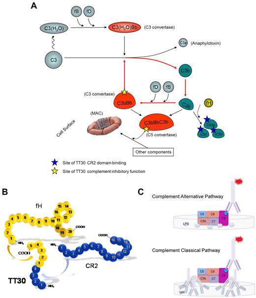 Figure 1. Mechanism of TT30 activity, structure, and functional assays. (A) Complement alternative pathway (detailed description is provided in the Introduction). (B-C) TT30 structure and selective inhibition of human CAP and CCP in vitro. (B) TT30 is a fusion protein that combines the first 4 short consensus repeats (SCRs) of Complement Receptor type 2 (CR2) with the first 5 SCRs of factor H. The CR2 domain binds iC3b and C3dg/C3d, while the factor H domain inactivates the CAP. (C) ELISA-based complement pharmacodynamic (PD) assays for assessment of TT30 activity ex vivo. For CAP testing (top panel), serum samples were loaded onto LPS-coated wells under conditions promoting CAP activation, which leads to MAC deposition on surface with expression of activated C9 neo-epitope. Addition of mouse anti-human C9 neo-epitope IgG mAb-AP and an alkaline peroxidase substrate resulted in colorimetric reaction where the amount of complement activation correlated with the color intensity and was measured in terms of absorbance at 405 nm using ELISA Plate Reader. Similar process was followed for the CCP activation (bottom panel), with the exception that the wells were coated with IgM and the buffer diluent contained 0.5mM MgCl2, and 2mM CaCl2.