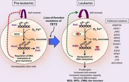 TET2 mutations in myeloid leukemogenesis. TET2 catalyzes the oxidation of 5mC to 5hmC, 5fC and 5caC in the genome and controls HSC self-renewal and function, presumably by regulating gene expression through effects on DNA methylation. Tet2 deficiency in mice impairs 5mC hydroxylation and leads to skewed differentiation and enhanced self-renewal and repopulating capacity of HSCs, promoting malignant transformation to cause disorders resembling MDS, MPD, or MDS/MPD overlap syndromes including CMML. TET2 mutations frequently coexist with other mutations in a wide spectrum of cancers including leukemias and lymphomas, suggesting that additional genetic alterations cooperate with TET2 mutations in different phases of tumorigenesis such as tumor initiation and progression.