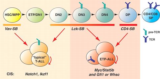 Different Cre transgenes initiate Sleeping-Beauty (SB) transposon-mutagenesis at distinct stages during T-cell development, causing T-ALL in mice. Distinct combinations of common insertion sites (CISs), equivalent to driver mutations, are selected for in the tumors, depending on when mutagenesis is initiated. Surprisingly, if mutagenesis is initiated late during development, at the DP stage, the resulting tumors show features of human ETP-ALL, raising the possibility that this high-risk leukemia originates from more mature cells that revert to an immature immune phenotype on transformation.