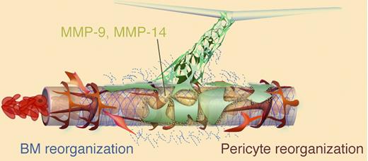 Implanted donor (green) endothelial cells (ECs) form vascular tubes with lumens that must anastomose with host vessels to become part of the functional vasculature. The host vessel in this image is composed of endothelial cells (brown), basement membrane (blue), and pericytes (red) and contains flowing red blood cells. The donor ECs wrap around the host vessel to displace the pericytes and proteolytically attack the basement membrane of the host vessel endothelium via matrix metalloproteinases-9 and -14. Subsequently, the donor ECs may now gain access to the host endothelium and displaces some cells to integrate into the endothelial intima and divert blood into the donor vasculature. See Figure 6 in Cheng et al, page 4740.