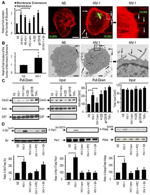 Figure 1. HIV-1 induces membrane extensions and Cdc42 activation in DCs. (A) Quantification by confocal microscopy of the number of membrane extensions or nanotubes in DCs either nonstimulated (NS) or stimulated with X4 HIV-1, R5 HIV-1, HIV-1Δenv, gp120IIIb, H-200, and X4 HIV-1 plus secramine A. Data are mean ± SD of 3 independent counts (left panel). Representative confocal images of DCs (right panel). Bar represents 5 μm. (B) Transmission electron microscopy images of HIV-1–treated DCs. Quantitation of the normalized number of membrane extensions on DCs after HIV-1 treatment. Data are mean ± SD of 2 independent counts (left panel) and corresponding representative images (right panel). Arrows indicate membrane extensions. *HIV-1 viral particles. Bar represents 2 μm. (C) Pull-down assay for activated Cdc42 in DC. Cdc42 expression by Western blot band quantitation. Data are mean ± SD of 3 independent pull-down experiments. (D) Western blot analysis for Phospho-Src (Φ-Src)/Src (left panel), Phospho-Pak1 (Φ-Pak1)/Pak1 (middle panel), and Phospho-Wasp (Φ-Wasp)/Wasp (right panel) detection in DCs. One representative Western blot per condition is represented. *P < .05 (Student t test).