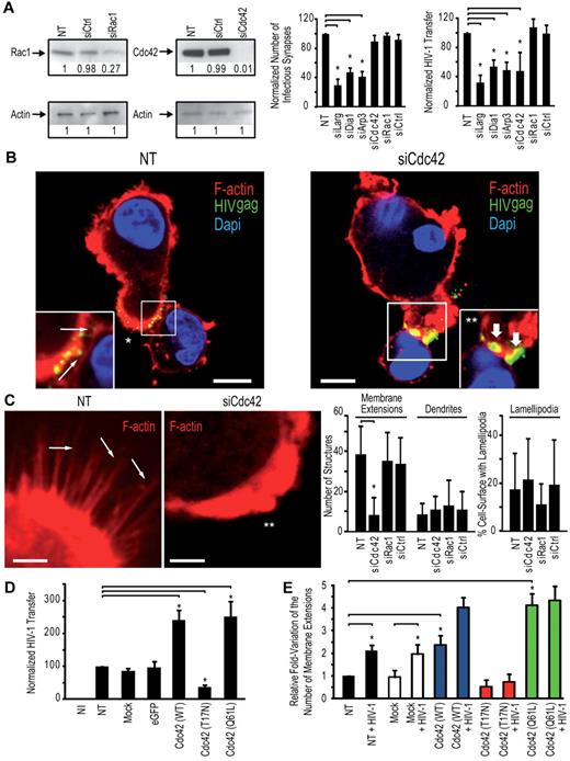 Figure 2. Cdc42 is required for HIV-1 transfer across DC-CD4+ T cell infectious synapses. (A) Impact of silencing in DCs of cytoskeletal rearrangement proteins. (Left panel) Western blots for Cdc42 and Rac1 protein expression. (Middle panel). DC-CD4+ T cell infectious synapses counts. (Right panel). HIV-1 infection transfer to Jurkat CD4+ T cells. Data are mean ± SD of 5 independent experiments. (B) Confocal microscope images of DC-Jurkat CD4+ T cell infectious synapses. White thin arrows indicate viral particles on membrane extensions. *“Hairy” appearance of the DC surface. Thick white arrows indicate the presence of viral aggregates at the infectious synapse. **Loss of membrane extensions at the surface of the Cdc42-depleted DCs. Bar represents 5 μm. (C) Quantitation of the number of thin membrane extensions, dendrites, and lamellipodia in DCs after Cdc42 and Rac1 silencing. White arrows point to membrane extensions; and double-white asterisks, the DC-surface devoid of membrane extensions. The plot at right shows quantitation of membrane extensions, dendrites, and cell surface covered with lamellipodia (right panel). Data are mean ± SD of 4 independent experiments. (D) Impact of Cdc42 mutant nucleofection in DCs on HIV-1 transfer to resting autologous CD4+ T lymphocytes. Data are mean ± SD of 2 independent experiments. (E) Quantitation of the number of membrane extensions in DCs after Cdc42 mutant nucleofection. Data are mean ± SD of 3 independent experiments. *P < .05 (Student t test). Bonferroni test with an α-error value of 5% has been applied to all panels with multiple comparisons.