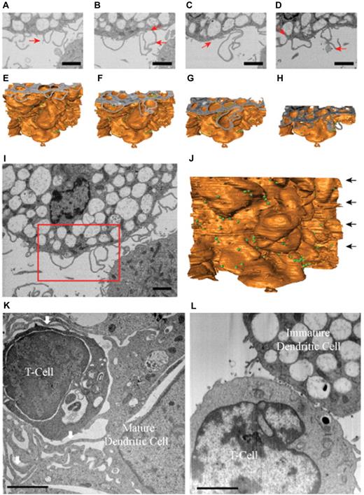 Figure 4. Immature DCs do not form wrapping sheets around T lymphocytes in the context of the infectious synapse. IA-SEM analysis of immature and mature DC-T cell infectious synapses. (A-D) 2D images of immature DC-T cell infectious synapses from the IA-SEM image stack corresponding to slices at progressively lower locations in the image stack. Red arrows point to some of the HIV-1 particles visible in the image. (E-H) Surface representations of the image stack with top surfaces corresponding to the images shown in panels A to D, respectively. (I-J) Top slice and front surface view of IA-SEM image stack showing the entire imaged area; the boxed region corresponds to the region highlighted in panels A to D. The green spheres represent the location of HIV-1. (K-L) Comparison of the infectious synapse between mature DCs (K) pulsed with HIV-1 and CD4+ T cells and of immature DCs (I) pulsed with HIV-1 and CD4+ T cells. (K) Arrows indicate the location of the sheet-like protrusions from the mature DCs that surround the T cells. Bar represents 2 μm.