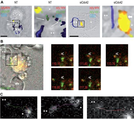 Figure 5. Cdc42 silencing in DCs prevents HIV-1 fusion in target T lymphocytes. (A) Confocal microscope analysis of HIV-1 fusion in target CD4+ T lymphocytes. Nontreated (left panels) and siCdc42 (right panels) conditions are represented. Fused viral particles (green only) are shown by arrows. Bar represents 5 μm. (B) Live imaging analysis of HIV-1 transfer across DC-CD4+ T cell infectious synapses. (Left panel) Infectious synapse analyzed in supplemental Video 1. *DCs. **CD4+ T cells. Bar represents 2 μm. Right panel demonstrates time points during HIV-1 transfer across DC-CD4+ T cell infectious synapse shown in supplemental Video 1. White arrow indicates a static point along HIV-1 transfer trajectory. (C) Different examples of HIV-1 transfer trajectories across DC-CD4+ T cell infectious synapses. *DCs. **CD4+ T cells. *P < .05 (Student t test).