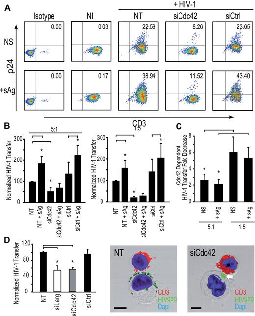 Figure 6. Cdc42 is required for HIV-1 transfer from DCs to autologous resting CD4+ T cells in the presence of sAg. (A) HIV-1 infection transfer to resting autologous CD4+ T lymphocytes after sAg stimulation. (B) HIV-1 infection transfer in DC-resting autologous CD4+ T lymphocyte cocultures. DC/T ratio 5:1 (left panel) and DC/T ratio 1:5 are shown (right panel). Data are mean ± SD of 3 independent experiments. (C) Fold decrease of HIV-1 transfer in DCs: resting autologous CD4+ T lymphocyte ratio conditions 5:1 (left panel) and 1:5 (right panel). Data are mean ± SD of 3 independent experiments. (D) Impact of Cdc42 or Larg silencing in MyDCs on HIV-1 transfer to Jurkat CD4+ T lymphocytes (left panel). Data are mean ± SD of 4 independent experiments. Two representative images of MyDCs-CD4+ T cell infectious synapses are shown (middle and right panels). Bar represents 5 μm. *P < .05 (Student t test). Bonferroni test with an α-error value of 5% has been applied to all panels with multiple comparisons.