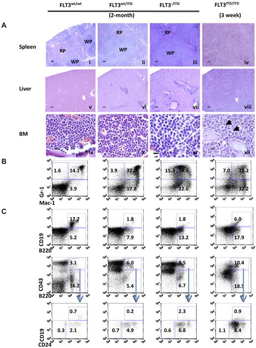 Figure 2. FLT3wt/ITD, FLT3−/ITD, and FLT3ITD/ITD mice develop progressive MPN. (A) Spleen (i-iv), liver (v-viii), and BM (ix-xii) from representative mice. (xii) Arrows indicate cells with aberrant mitoses. Scale bars are as follows: i-viii, 100 μm; ix-xii, 10 μm. Images for hematoxylin and eosin stain were acquired at room temperature using a Zeiss Axioskop upright microscope system (Carl Zeiss) with Achroplan 5×/0.16 NA, 10×/0.3 NA, and 40×/0.6 NA objectives and were photographed with an AxioCam camera (Carl Zeiss) and Axiovision Version 4.0 software (Carl Zeiss). Immunophenotype of BM from FLT3/ITD genotype mice demonstrates enhanced expansion of granulocytes/monocytes (B) and block of B-lymphoid development (C). Flow cytometric analysis of BM cells from representative 2-month-old FLT3wt/ITD, FLT3−/ITD mice, and a representative 3-week-old FLT3ITD/ITD mouse. Numbers indicate percentage of cells in whole BM.
