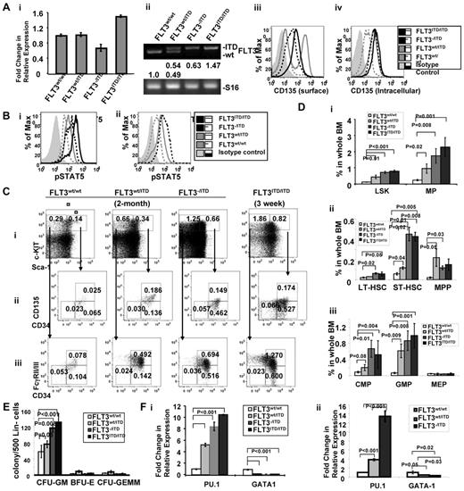 Figure 3. Immature hematopoietic cells expand abnormally in FLT3/ITD mice. (A) Expression of FLT3 in BM from FLT3/ITD mice. (i) Quantitative RT-PCR analysis of FLT3 expression in CD34+ MPPs from FLT3wt/ITD, FLT3−/ITD, and FLT3ITD/ITD mice. (ii) Densitometry quantitation of RT-PCR products resulting from amplifying the WT and ITD alleles. Values below the electrophoresis image indicate relative fold changes of mRNA levels normalized to murine S16. Flow cytometry shows that surface FLT3 expression is reduced in FLT3−/ITD and FLT3ITD/ITD mice (iii), whereas intracellular expression of FLT3 in FLT3wt/ITD and FLT3−/ITD BM is comparable (iv). (Bii) Two- to 3-week-old FLT3ITD/ITD BM shows the highest level of phospho-STAT5 compared with the age-matched FLT3−/ITD, FLT3wt/ITD, and WT control. (ii) Two-month-old FLT3−/ITD and FLT3wt/ITD BM cells show increased levels of phospho-STAT5 compared with the WT control. (C-D) Flow cytometric analysis of BM from 2-month-old FLT3wt/ITD, FLT3−/ITD mice, and a 3-week-old FLT3ITD/ITD mouse. Numbers indicate percentages of cells in whole BM. Data were obtained from 5 individual mice in each group. (E) BM from FLT3−/ITD and FLT3ITD/ITD mice demonstrates enhanced granulocytic/monocytic colony-forming activity. Methylcellulose-based in vitro colony-forming assay of Lin− BM cells from 2-month-old WT, FLT3wt/ITD, FLT3−/ITD mice, and a 3-week-old FLT3ITD/ITD mouse. A representative of 3 experiments is shown. (F) Hematopoietic progenitors from FLT3/ITD BM have increased PU.1 and decreased GATA-1 expression. Quantitative RT-PCR using CD34+ MPP cells from 2- to 3-week-old WT, FLT3wt/ITD, and FLT3−/ITD, and FLT3ITD/ITD mice (i) or 2-month-old WT, FLT3wt/ITD, and FLT3−/ITD mice (ii). A representative of 3 experiments is shown. Data are expressed as mean ± SEM (error bars).