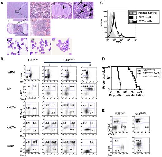 Figure 4. Some of the FLT3ITD/ITD mice develop leukemia, which is transplantable. (A) Leukemia in an FLT3ITD/ITD mouse. (i-ii) Liver with significant leukemic infiltration. (iii) Olfactory bulbs of the brain surrounded by infiltrating tumor cells in the meninges (arrowhead). (iv) Lymph node with architecture effaced by sheets of blasts and numerous aberrant mitotic figures (arrowheads). (v-vi) Vertebral BM replaced by sheets of leukemic blasts. (vii-ix) Wright-Giemsa stain of BM cytopsins demonstrates increased fraction of blasts in a leukemic FLT3ITD/ITD mouse (viii) and its recipients after BM transplantation (ix) compared with a WT control (vii). Scale bars are as follows: iii, 200 μm; i,v, 100 μm; and ii,iv,vi, 10 μm. Image acquisition for hematoxylin and eosin stain is the same as described in Figure 2. Images for Wright-Giemsa stain were acquired using a Nikon Eclipse E600 microscope system with a Nikon 100×/0.90 NA oil objective (original magnification ×1000) and were photographed with a Nikon DMX 1200 digital camera with ACT-1 2.0 software (Nikon). (B) Flow cytometric analysis demonstrates increased immature fraction in representative leukemic FLT3ITD/ITD mice. (C) B220+c-KIT+, but not B220+c-KIT− cells, from FLT3ITD/ITD leukemic mice are myelperoxidase positive. Mac-1+/Gr-1+ cells from a WT mouse were used as positive control. (D) Kaplan-Meier plot of the survival of recipients after the first (1°-Tp) and secondary (2°-Tp) transplantation of leukemic FLT3ITD/ITD BM cells. (E) Flow cytometric analysis shows the accumulation of immature cells in BM from a representative recipient mouse transplanted with leukemic FLT3ITD/ITD cells. Numbers indicate percentage of cells in whole BM.
