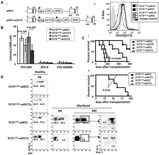 Figure 5. Replacement of the FLT3wt/wt in FLT3−/ITD BM postponed the development of fatal MPN in recipient mice. (A) Structure of the dual-promoter wtFLT3 lentiviral vector used in these studies (i) and expression of FLT3 in GFP+ transduced cells (ii). Transcripts from lentivirus with single or dual internal promoters are denoted with arrows. R and U5 indicates the repeat and U5 region, respectively, in the viral LTR; WPRE, woodchuck post-transcriptional regulatory element; EF1α, human EF1α promoter/enhancer; Ubc, human ubiquitin promoter; and GFP, enhanced green fluorescent protein. (B) Methylcellulose-based in vitro colony-forming assay was performed on GFP+ lentiviral-transduced lineage-depleted BM from 2-month-old mice. (C) Kaplan-Meier survival curve for recipients of viral-transduced unsorted (i) and sorted (ii) FLT3−/ITD Lin− cells. (D) Flow cytometric analysis of BM from recipients of unselected transduced BM. Numbers indicate the percentages of cells in whole BM.
