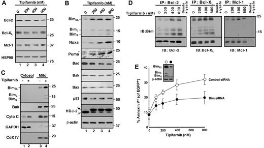 Figure 2. Role of Bim up-regulation in tipifarnib-induced apoptosis. (A-B) After Jurkat cells were treated for 72 hours with the indicated tipifarnib concentration in the presence of 5μM Q-VD-OPh, a broad-spectrum caspase inhibitor, whole cell lysates were subjected to SDS-PAGE followed by immunoblotting with antibodies that recognize the indicated antigens. Hsp90 and β-actin served as loading controls. The shift in mobility of the farnesyltransferase substrate HDJ-2 confirmed the inhibition of farnesylation. In this and subsequent figures, gray and black arrows indicate farnesylated and unfarnesylated species, respectively. Asterisk (*) represents nonspecific band present in all lanes. (C) After Jurkat cells were treated with diluent (0.1% DSMO, −) or 800nM tipifarnib (+) in the presence Q-VD-OPh for 72 hours, the indicated subcellular fractions were isolated and subjected to immunoblotting. GAPDH served as a marker for cytosol; and cytochrome c oxidase subunit IV (CoX IV) served as a marker for mitochondria. (D) After Jurkat cells were treated with the indicated concentration of tipifarnib for 72 hours in the presence 5μM Q-VD-OPh, cell lysates prepared in 1% CHAPS37 were subjected to immunoprecipitation with protein G-Sepharose cross-linked to antibodies that recognize Bcl-2, Bcl-xL, or Mcl-1. Immunoprecipitates were washed, resolved by SDS-PAGE, and subjected to immunoblotting as indicated. In each immunoprecipitation experiment, tubes lacking primary antibody served as controls to assess the specificity of protein recovery with the protein G-Sepharose beads. (E) Twenty-four hours after transfection of control oligonucleotide or Bim siRNA along with plasmid encoding EGFP-histone H2B (to mark successfully transfected cells), cells were treated for 48 hours with tipifarnib before staining with APC-conjugated annexin V and analysis by 2-color flow cytometry. Error bars indicate mean ± SD of 3 experiments. (E) Inset: Immunoblots of whole cell lysates prepared from siRNA-treated cells incubated in drug-free medium in parallel with samples harvested for flow cytometry.