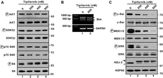 Figure 3. Prominent tipifarnib-induced inhibition of MAPK signaling. (A,C) after Jurkat cells were treated for 72 hours with the indicated tipifarnib concentration in the presence of 5μM Q-VD-OPh, whole cell lysates were subjected to immunoblotting with antibodies that recognize the indicate polypeptides. Ribosomal protein S6 and Hsp90 served as loading controls. (B) After Jurkat cells were treated for 72 hours with the indicated tipifarnib concentration in the presence of 5μM Q-VD-OPh, cDNA was prepared and RT-PCR was performed using primers specific for Bim.