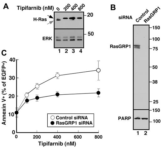 Figure 5. Role of RasGRP1 in tipifarnib sensitivity. (A) Twenty-four hours after transfection with cDNA encoding H-Ras, cells were treated with the indicated tipifarnib concentration for 72 hours in the presence of 5μM Q-VD-OPh and prepared for immunoblotting. (B) Forty-eight hours after transfection with control siRNA (lane 1) or RasGRP1 siRNA (lane 2), whole cell lysates were prepared and subjected to immunoblotting with antibody to RasGRP1 or, as a control, poly(ADP-ribose) polymerase (PARP). (C) Beginning 24 hours after transfection with control siRNA or RasGRP1 siRNA, cells were treated for 48 hours with tipifarnib, stained with propidium iodide, and subjected to flow cytometry. Error bars, mean ± SD of 3 independent experiments.