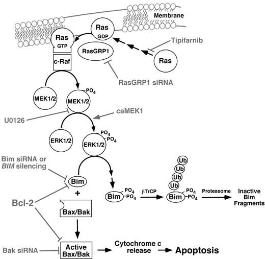 Figure 7. Pathways potentially contributing to tipifarnib-induced apoptosis in lymphoid cells. Experimental manipulations examined in the present study are indicated in gray. As described in “Results,” the Raf/MEK/ERK pathway plays the predominant role in Bim up-regulation in the cell lines examined, and the PI3 kinase/Akt/Foxo3a pathway plays at most a limited role.