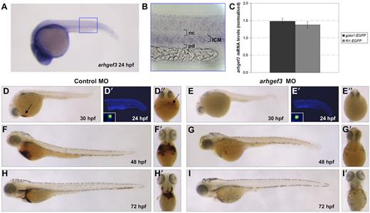 Figure 1. Arhgef3 is essential for late stages of erythroid differentiation. (A-B) Whole-mount in situ hybridization showing arhgef3 expression in Danio rerio embryos at 24 hpf. (A) Arhgef3 was expressed in eyes, brain, and ICM of the developing embryos. (B) Higher magnification view of the boxed area in (A) shows the expression of arhgef3 in the ICM (nc indicates notochord; pd, pronephric duct). (C) Quantitative real-time PCR analysis of arhgef3 expression in gata1+ and fli1+ cells sorted by FACS. Arhgef3 mRNA expression was normalized to β-actin expression. Results are presented as quotient of Ct values for arhgef3 and β-actin ± SD. (D-E) O-Dianisidine staining of hemoglobin was used to assess the number of mature erythrocytes in arhgef3 MO-injected embryos. At 30 hpf, hemoglobin-positive cells were present on the yolk and in circulation of control embryos (D and D″ black arrows); however, arhgef3 MO-injected embryos completely lacked such cells at the same time point (E,E″). At 48 (G,G′) and 72 (I,I′) hpf, the number of o-Dianisidine–positive cells in arhgef3 MO-injected embryos was severely reduced compared with time-matched controls (F,F′ and H,H′, respectively). (D′-E″) TUNEL assay in control- and arhgef3 MO-injected embryos at 24 hpf. There was no change in the number of apoptotic cells in the ICM in the arhgef3 MO-injected (E′) compared with control embryos (D′). Insets in (D′) and (E′) show 1 TUNEL-positive cell under higher magnification.