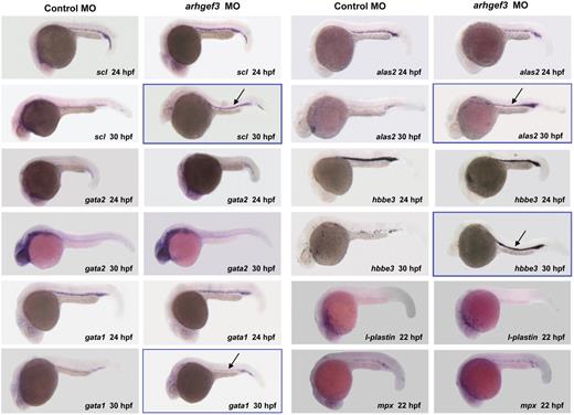 Figure 2. Whole-mount in situ hybridization analysis of hematopoietic markers in control- and arhgef3 MO-injected embryos. Expression analysis of the hematopoietic-specific markers scl, gata2, gata1, alas2, and hbbe3 in arhgef3 MO-injected embryos showed that all 5 genes were normally expressed at 24 hpf compared with control embryos. However, whereas in control embryos scl, gata1, alas2, and hbbe3 expression diminished in the ICM by 30 hpf and persisted only in its posterior region, arhgef3 MO-injected embryos exhibited a persistently strong expression of all 4 markers in the ICM (denoted by framed figures and black arrows). In situ hybridization for the late myelomonocytic markers at 22 hpf showed that there is no alteration in the expression of l-plastin or mpx in arhgef3 MO-injected embryos compared with the controls.
