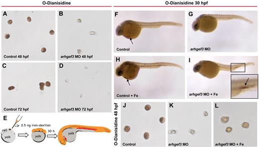 Figure 4. Injection of iron dextran rescues the anemia in arhgef3 MO-injected embryos. (A-D) O-Dianisidine staining of blood collected by cardiac puncture from control and arhgef3 MO-injected embryos at 48 and 72 hpf. Erythrocytes from the arhgef3 MO-injected embryos (B,D) have less hemoglobin and are smaller compared with erythrocytes from control embryos (A,C). (E) Injection of iron dextran (Fe) at the 1-cell stage deposits a supply of usable iron, which is distributed to all cells of the developing embryos during subsequent cell divisions, including erythroid cells. (F-L) Whereas no difference in hemoglobin staining (indicated by black arrows) was detected in the control embryos injected with Fe (H) compared with noninjected controls (F), arhgef3 MO-injected embryos supplemented with Fe (I) showed a significant recovery in hemoglobin levels compared with the ones without supplementation (G) at 30 hpf. (I) Inset shows higher magnification view of the boxed area (black arrow shows accumulated erythrocytes stained with o-Dianisidine). Erythrocytes from arhgef3-depleted embryos supplemented with Fe showed wild-type structure and restored hemoglobin levels at 48 hpf (L) compared with arhgef3 MO-injected embryos (K).