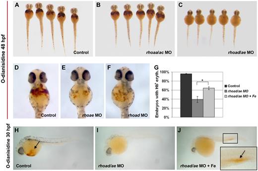 Figure 5. Arhgef3 regulates iron uptake through activation of rhoad and rhoae. (A-C) Knockdown of rhoad/rhoae (C), but not rhoaa/rhoac (B), results in severe anemia compared with control embryos (A) as shown by o-Dianisidine staining at 48 hpf. (D-F) O-Dianisidine staining of rhoad and rhoae MO-injected embryos at 48 hpf shows a reduction in the number of hemoglobin-positive cells, which is more profound in rhoae-depleted embryos. (G-J) Provision of intracellular iron rescues the anemia of rhoad/rhoae-depleted embryos. Note o-Dianisidine–positive cells (indicated with black arrow) in the posterior blood island of embryos coinjected with rhoad/rhoae MO and iron dextran (Fe; J). (G) Graph to illustrate the difference (on the y-axis) between the percentages of embryos with hemoglobin positive (Hb+) erythrocytes. At 30 hpf, Hb+ cells were detected in 96% ± 0.9% of the control embryos (nembryos = 53; G,H), whereas only 39% ± 6.6% of rhoad/rhoae MO-injected ones (nembryos = 52) had Hb+ cells (G,I). Coinjection of rhoad/rhoae MO with Fe resulted in a significant increase in the number of embryos showing Hb staining (64% ± 3.2%; nembryos = 64; G,J) compared with the rhoad/rhoae-depleted embryos (*P < .05 in graph). Error bars represent the SEM. (J) Inset shows higher magnification view of the boxed area; black arrow shows accumulated erythrocytes stained with o-Dianisidine.
