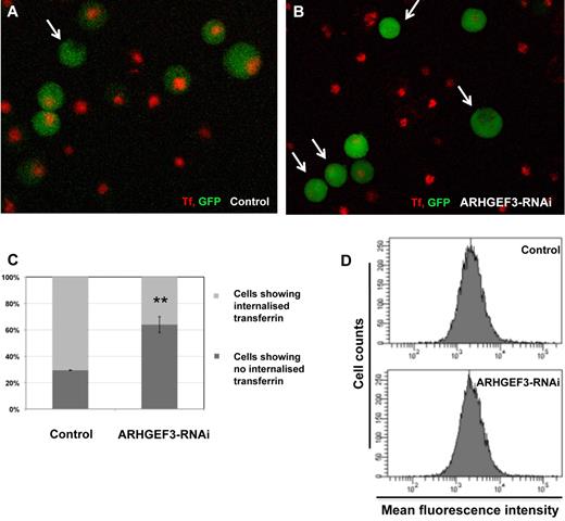 Figure 6. Effect of ARHGEF3 RNAi on Tf uptake in erythroid cells. Tf binding and uptake were assayed in K562 cells that have been transduced with either the lenti-GFP/RNAi-ARHGEF3 construct or lenti-GFP/mmRNAi-WDR66, which was used as a control. (A-B) In arhgef3-depleted K562 cells (B) Tf uptake was dramatically reduced compared with the control (A; white arrows indicate cells showing no Tf). (C) Tf-633 uptake by K562 control cells (n = 105) versus RNAi-ARHGEF3-transduced cells (n = 104), (**P < .01 in the graph). (D) Tf binding to the membrane is unaltered in ARHGEF3 knockdown cells. Control and ARHGEF3-depleted K562 cells were incubated with Tf-633 at 4°C, and excess of unbound Tf was removed by washing. Membrane-bound Tf was measured by flow cytometry, MFI is on the x-axis, and the number of cells assessed is on the y-axis.
