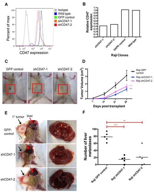 Figure 1. Dissemination of NHL is dependent on CD47. (A) Raji cells were transduced with lentiviruses encoding shRNA CD47 knockdown constructs (shCD47) or a GFP control, and CD47 protein expression was determined by flow cytometry. (B) Relative CD47 expression levels were quantified by comparing mean fluorescence intensity with wild-type Raji cells. (C) Raji cells from panels A and B were transplanted subcutaneously into the right flank of adult NSG mice and monitored weekly for tumor growth. Representative mice are shown 28 days after transplantation with flank tumors demarcated (red box). (D) Tumor volume was quantified for all mice (n = 5 per cohort), demonstrating reduced growth from shCD47-1,2–transduced cells compared with GFP control. Statistical comparison was performed using a 2-way ANOVA. Data are mean ± SD. (E) Posttransplantation day 28, these mice were killed and analyzed for the number of gross liver metastases with representative mice shown (livers are shown in right panels). Direct invasion from the primary tumor (black arrows) to adjacent organs was not observed. (F) Number of liver metastases was quantified for all mice, with each data point representing an individual mouse. P values were calculated by Student t test: **P < .005. ***P < .0005.