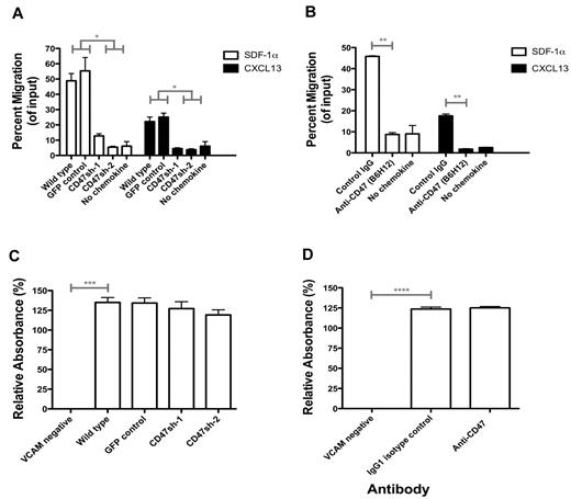 Figure 6. Anti-CD47 antibody inhibits chemokine-mediated migration of lymphoma but does not affect integrin-mediated adhesion. (A) Raji cells engineered with reduced CD47 expression levels (as in Figure 1) were assessed in a transwell migration assay with chemokines, either human SDF-1α (10nM) or CXCL13 (1 μg/mL) for 3 hours at 37°C. (B) Wild-type Raji cells were preincubated with the indicated antibodies at 10 μg/mL for 20 minutes and then assessed in a transwell migration assay for 3.5 hours at 37°C with the indicated chemokine. (A-B) The percentage of migrating cells relative to input was determined. Experiments were performed in duplicate and repeated. (C) Raji cell subclones were incubated on plates coated with human VCAM at 1 μg/mL unless indicated (VCAM negative = BSA-coated plates). (D) Raji cells were incubated in similar conditions to panel C with the indicated antibodies at 10 μg/mL. Adhesion of cells was determined by measuring absorbance at 490 nm, and relative absorbance to BSA-coated plates is shown ± SEM. No differences in VCAM-coated conditions were observed in either panel C or D. *P < .05 (t test). **P < .01 (t test). ***P < .005 (t test). ****P < .0001 (t test).