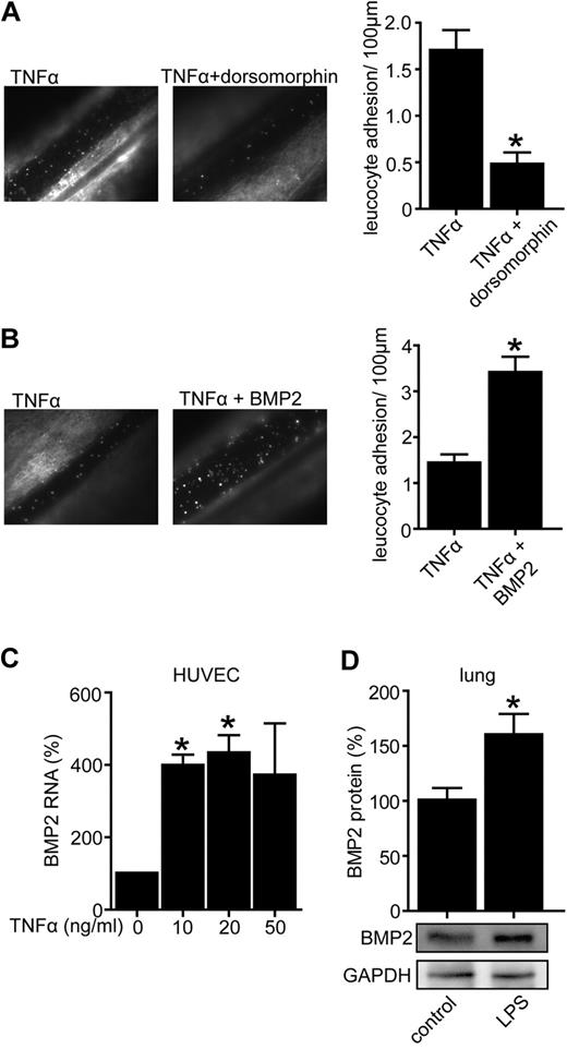 Figure 1. Dorsomorphin inhibits leukocyte adhesion to the vascular wall in vivo, whereas BMP2 is up-regulated in vascular inflammation and stimulates leukocyte adhesion. (A) BMP-antagonist dorsomorphin prevents TNFα-mediated leukocyte adhesion in vivo. Four hours after injection of TNFα (10 ng/g bw IP, n = 5) alone or in combination with dorsomorphin (13 μg/g bw IP, n = 6) leukocyte adhesion was quantified by intravital microscopy of mesenterial venules. (B) BMP2 increased TNFα-induced leukocyte adhesion in vivo. C57BL/6 mice were injected with TNFα alone (10 ng/g bw IP, n = 5) or in combination with recombinant BMP2 (0.33 μg/g bw IP, n = 6). Four hours after injection leukocyte adhesion was quantified by intravital microscopy of mesenterial venules (*P < .05 versus control). (C) TNFα enhances BMP2 RNA expression. HUVECs were exposed to TNFα with indicated concentrations. Twenty-four hours after TNFα-stimulation cells were lysed and BMP2 RNA expression was assessed by quantitative real-time PCR. (D) LPS increased BMP2 protein in vivo as demonstrated by Western blotting. C57BL/6 mice were injected with LPS for 3 days (2.5 μg/g/d). Lungs were minced in RIPA buffer to obtain protein. Lysates were used for Western blotting. GAPDH was used as loading control.