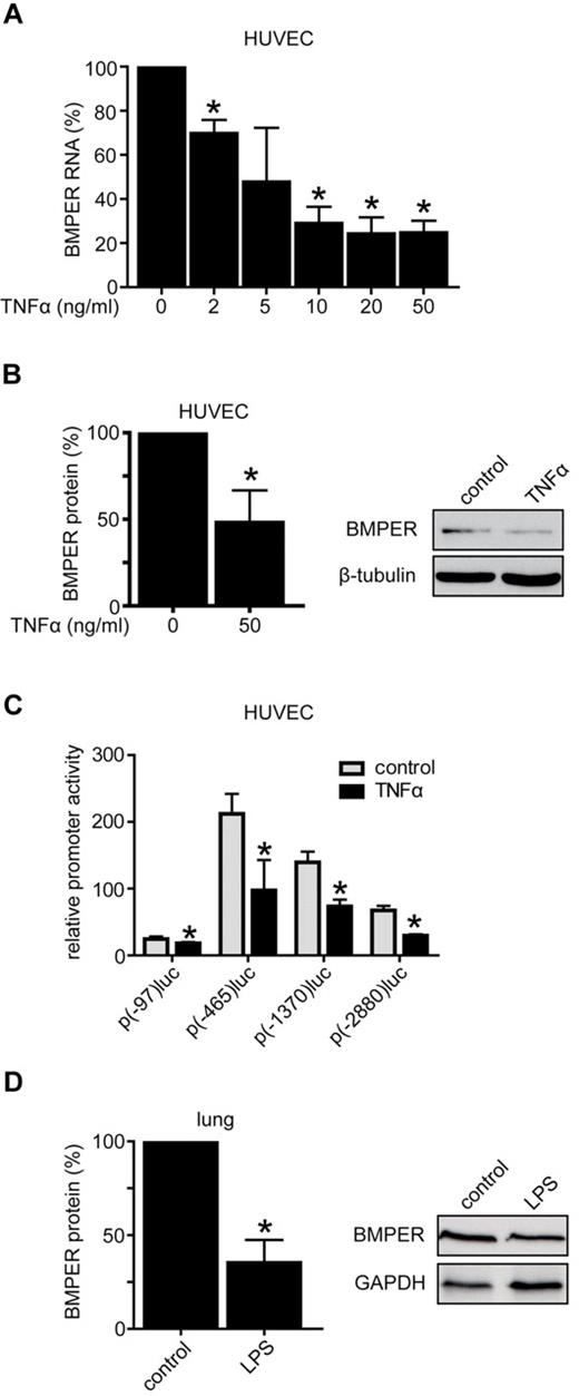 Figure 2. BMPER is down-regulated in vascular inflammation. (A) Stimulation of HUVECs with indicated TNFα concentrations for 24 hours down-regulated BMPER RNA expression in a concentration dependent manner as shown by quantitative real-time PCR of at least 3 independent experiments. RNA expression was analyzed using specific primers for human BMPER and human RNA polymerase II (hRPII). (B) BMPER protein expression in HUVECs as shown by Western blotting was also decreased after incubation with TNFα (50ng/mL) for 72 hours. β-tubulin was used as loading control. Expression was quantified by densitometric analysis of 3 independent experiments (right panel: representative Western blot). (C) TNFα inhibited BMPER promoter activity in HUVECs. Cells were transfected with the respective BMPER promoter constructs and luciferase activity was quantified after 24 hours TNFα (50 ng/mL) treatment. Values represent the mean ±SD of 3 independent experiments normalized to β-galactosidase (*P < .05 versus control). (D) LPS decreased BMPER protein levels in vivo as demonstrated by Western blotting. C57BL/6 mice were injected with LPS for 3 days (2.5 μg/g/d). Lungs were minced in RIPA buffer to obtain protein. Lysates were used for Western blotting. GAPDH was used as loading control (right panel: representative Western blot).