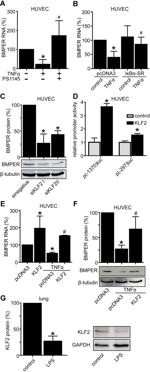 Figure 3. Inflammation induced down-regulation of BMPER is mediated by NFκB and KLF2. (A) HUVECs were treated with TNFα (50 ng/mL) alone or in combination with NFκB inhibitor PS1145 (10μM). After 24 hours cells were lysed and RNA was reverse transcribed. BMPER levels were quantified by real-time PCR. (B) NFκB inhibition by overexpression of superrepressor IκBα-SR in endothelial cells abolished down-regulation of BMPER RNA by TNFα. (C) KLF2 knockdown by transfection of specific KLF2 siRNA reduced BMPER protein levels shown by Western blotting with anti–human BMPER antibody. β-tubulin was used as loading control. (D) KLF2 increased BMPER promoter activity in endothelial cells. HUVECs were transiently cotransfected by a KLF2 coding plasmid and indicated BMPER promoter constructs p(-1370)luc or p(-297)luc. After 24 hours cells were lysed and BMPER promoter activity was quantified by reporter assays. Values represent the mean ± SD of 3 independent experiments normalized to β-galactosidase. (E) Overexpression of KLF2 increases BMPER RNA level and attenuates down-regulation of BMPER RNA (E) and protein (F) by TNFα. At day 1 HUVECs were transfected with a KLF2 coding plasmid and after 24 hours stimulated with TNFα (50 ng/μL). Afterward, HUVECs were lysed and RNA was isolated and reverse transcribed. KLF2, BMPER, and hrpII were quantified by real-time PCR. Each experiment was performed at least 3 times with similar results. (G) LPS reduced KLF2 protein expression in vivo. KLF2 protein levels were analyzed in LPS treated lungs and compared with control lungs using Western blotting (*P < .05 versus control; #P < .05 versus pcDNA3 + TNFα).