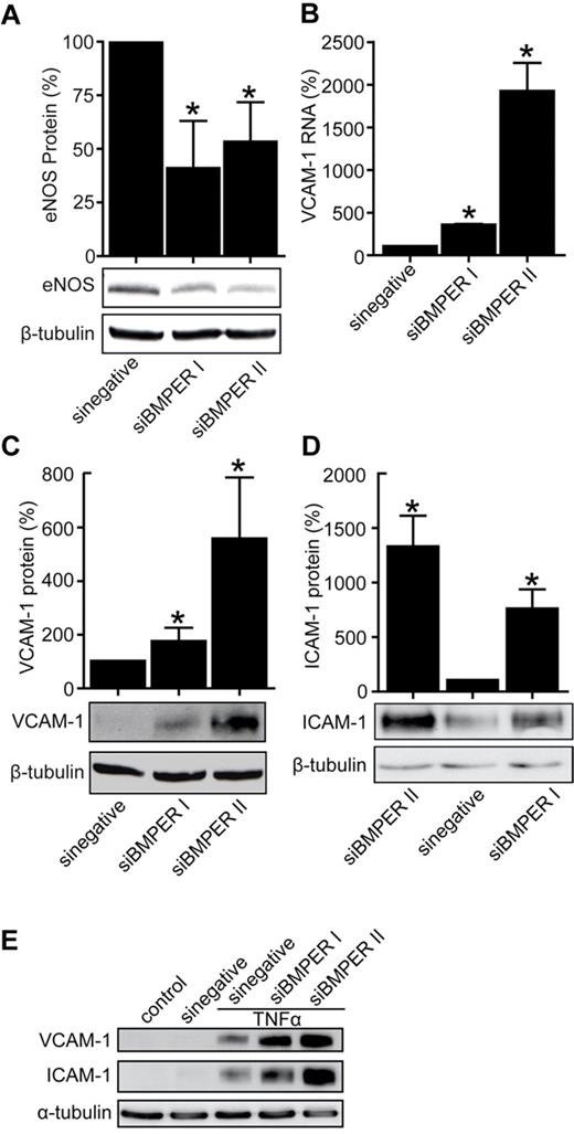 Figure 4. Loss of BMPER decreases eNOS levels and increases the expression of endothelial adhesion molecules ICAM-1 and VCAM-1. (A) SiRNA-based BMPER knockdown reduces eNOS protein levels. HUVECs were transfected with either of 2 specific BMPER siRNAs. After 48 hours, cell lysates were used for Western blotting with an anti–human eNOS (A) and an anti-BMPER antibody (supplemental Figure 2). β-tubulin was used as loading control. BMPER knockdown enhanced VCAM-1 RNA (B) shown real-time PCR, VCAM-1 protein (C), and ICAM-1 (D) expression levels as demonstrated by immunoblotting (*P < .05 versus sinegative). (E) ICAM-1 and VCAM-1 expression is enhanced in HUVECs with TNFα treatment after BMPER knockdown. HUVECs were transfected with scrambled or BMPER specific siRNA and after 36 hours cells were exposed to TNFα for additional 6 hours. Cells were lysed and lysates were used for Western blotting.