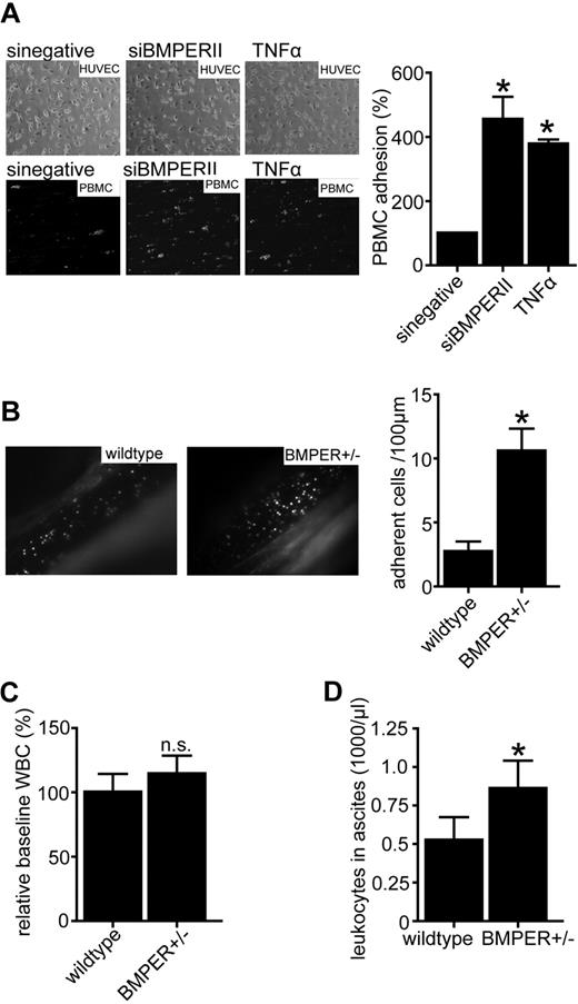 Figure 5. Loss of BMPER induces leukocyte adhesion and extravasation. (A) Loss of BMPER increases dynamic adhesion of PBMCs on the endothelial surface in flow chamber experiments. Endothelial cells were transfected with siBMPERII or scrambled siRNA. TNFα-stimulated endothelial cells served as a positive control. PMA (phorbol-12 myristate-13acetate) activated PBMCs attached on the endothelial surface (left panel: representative images; top: phase contrast, bottom fluorescence). (B) Intravital microscopy of mesenterial veins revealed more leukocyte adhesion in BMPER± mice (n = 6) compared with control (n = 5). Mice were treated with TNFα (10ng/g bw IP) 4 hours before intravital microscopy. Leukocytes and thrombocytes were labeled with Rhodamin 6G (*P < .05). (C) At baseline levels, there was no difference in peripheral white blood cell (WBC) counts between BMPER± and wild-type control mice. (D) Leukocyte extravasation is increased in thioglycollate-induced peritonitis in BMPER ±mice. At 4 hours after challenge with 2 mL of 4% thioglycollate IP BMPER ±mice (n = 5) showed more extravasation of leukocytes to inflamed peritoneum compared with control mice (n = 5). Leukocytes were collected by peritoneal lavage and total leukocyte count was analyzed by hemocytometer (*P < .05 versus WT control).