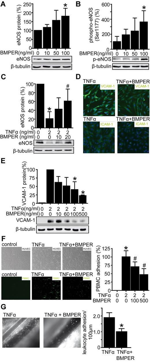 Figure 6. BMPER attenuates leukocyte adhesion in vitro and in vivo as a consequence of increased eNOS levels and decreased ICAM-1 and VCAM-1 expression. (A) HUVECs were exposed to recombinant BMPER and cell lysates were used for Western blotting with a human anti-eNOS antibody. β-tubulin served as a loading control. (B) BMPER enhances eNOS activity by phosphorylation at the serin 1177. HUVECs were exposed to indicated BMPER concentrations for 30 minutes and cell lysates were used for Western blotting. (C) BMPER accelerates the recovery of eNOS levels in cells exposed to TNFα. HUVECs were treated with TNFα (2 ng/mL) for 12 hours and afterward cells were exposed to cell culture medium in the presence of different BMPER concentrations. (D) BMPER inhibits TNFα induced ICAM-1 and VCAM-1 expression in HUVECs demonstrated by immuncytochemistry (green fluorescence). HUVECs were stimulated for 12 hours with TNFα (2 ng/mL) alone or in combination with human recombinant BMPER (500 ng/mL). DAPI (blue) was used for nuclear staining. (D) BMPER inhibits TNFα induced VCAM-1 protein quantified by Western blotting with anti–human VCAM-1 antibody (*P < .05 versus control). HUVECs were stimulated with TNFα (2 ng/mL) alone or in combination with human recombinant BMPER (doses as indicated). Cell lysates were used for Western blotting and β-tubulin served as loading control. (E) BMPER inhibits leukocyte adhesion to endothelial cells under dynamic flow. HUVECs were incubated with TNFα (2 ng/mL) alone or in combination with BMPER for 12 hours (doses as indicated). PMA-activated PBMCs attached on the endothelial surface (*P < .05 versus control; #P < .05 versus TNFα). (F) BMPER prevents TNFα-mediated leukocyte adhesion in C57BL/6 mice. Four hours before intravital microscopy TNFα (10 ng/g bw IP, n = 5) was injected alone or in combination with recombinant BMPER (0.33 μg/g bw, retro-orbital, n = 6). BMPER attenuates TNFα-induced leukocyte adhesion, confirming the potent anti-inflammatory effects of BMPER (*P < .05 versus TNFα).